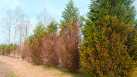 Leyland Cypress turning brown
