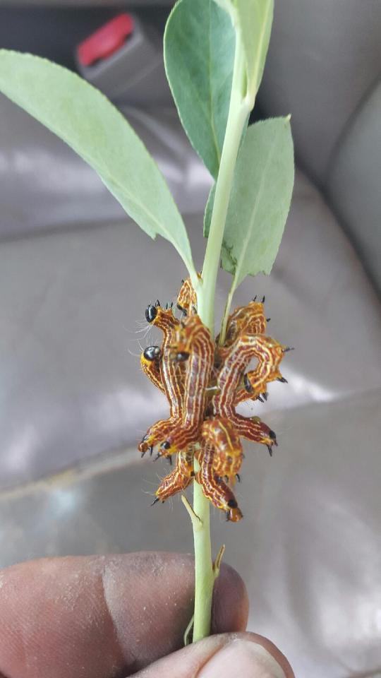 Caterpillars on blueberry stem