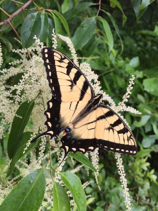 eastern tiger swallowtail