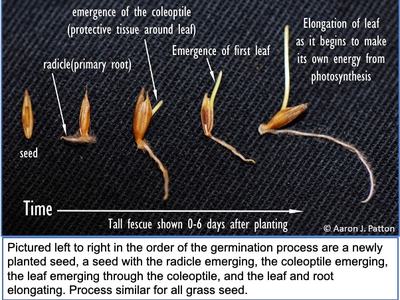 picture of grass seed germination process