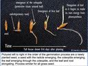 picture of grass seed germination process