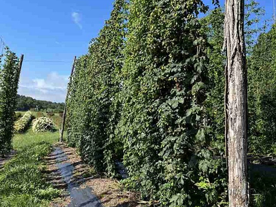 hop yard at MHCREC in Mills