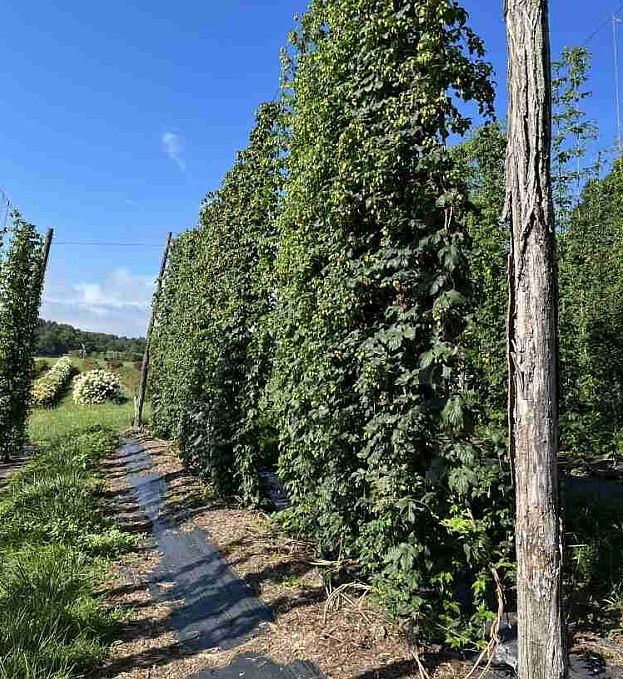 NCDA&CS Grant Funding Benefits Hops Breeding Research Efforts ...