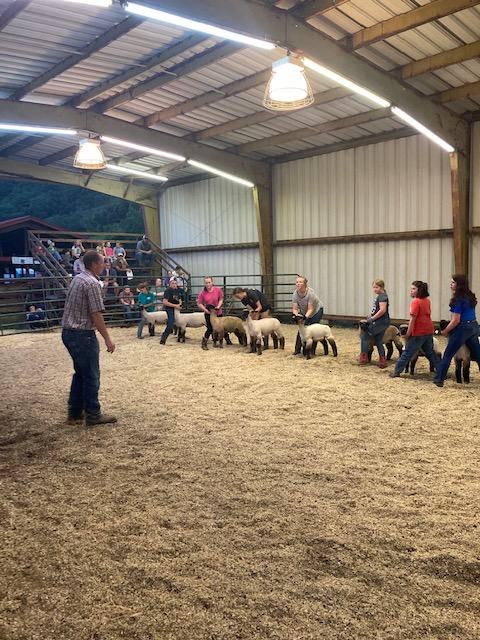 Lambs being Judged