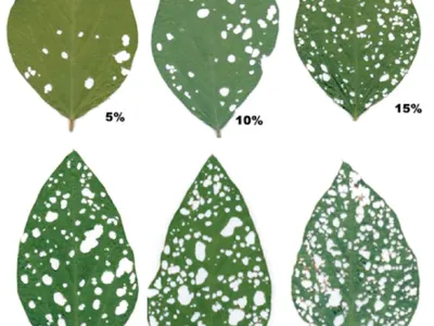 6 leaves showing defoliation rates from 5% – 30% in 5% increments.