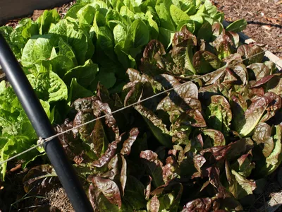 Raised bed with green and red romaine lettuce heads and support pole with twine