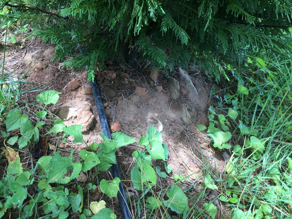 leyland with strap burlap 