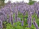 picture of native plant