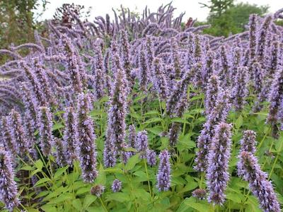 picture of native plant