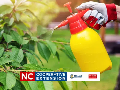 spraying plants