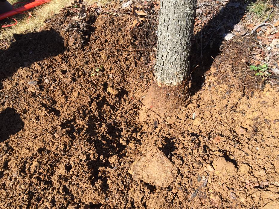 tree planted too deep