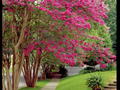 Sidewalk shaded by crepe myrtle trees with pink blooms beside white picket fence