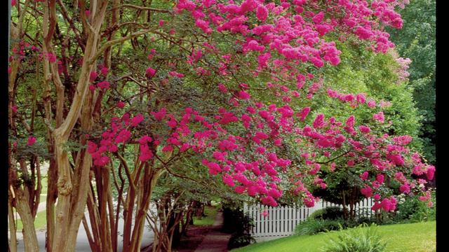 Sidewalk shaded by crepe myrtle trees with pink blooms beside white picket fence