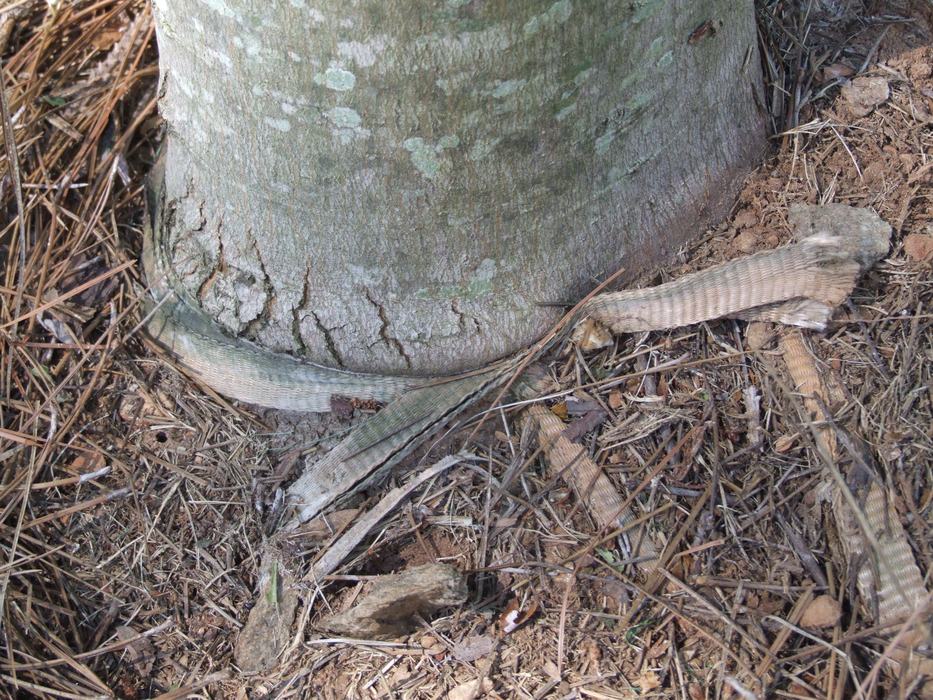 red maples with termites girdling straps
