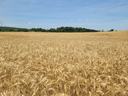 Golden wheat field stretching to tree line and distant grain silos under blue sky