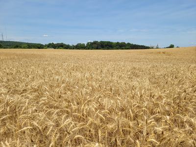 Golden wheat field stretching to tree line and distant grain silos under blue sky