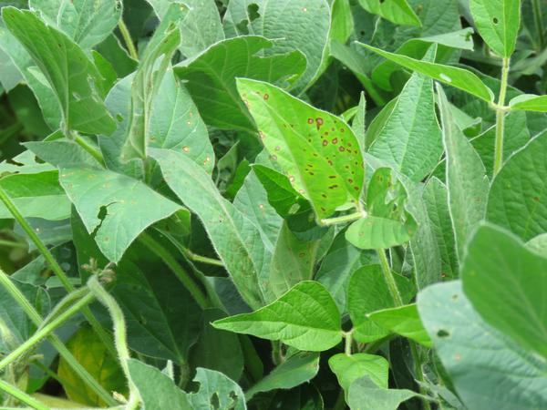 Green leaves with spots of brown.