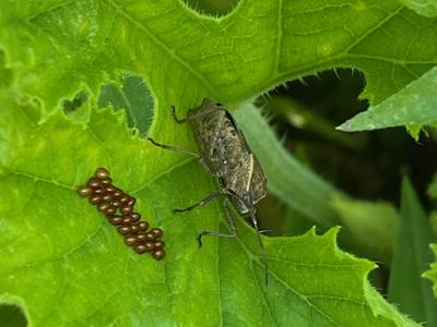 Squash bug
