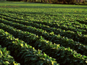 soybean field