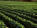 soybean field