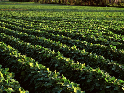 soybean field