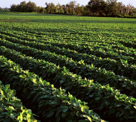 soybean field