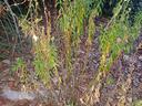 Pollinators use dead stems to winter