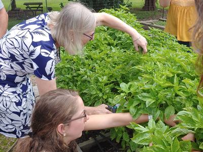 Older woman and girls harvesting green leafy plants from a raised garden bed
