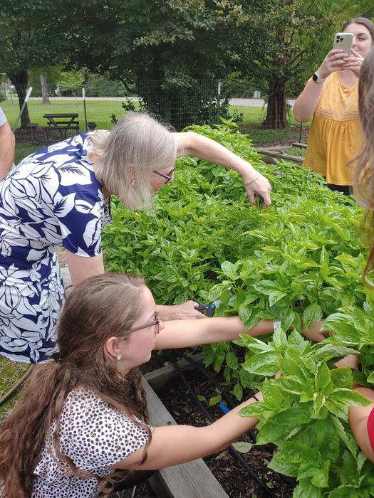 EMFV Maria Knapik and Rachel Bland, Family and Consumer Science Extension Agent cutting basil from the test plot.