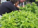  Paul Reinmann and Laura Vaughan cutting basil.