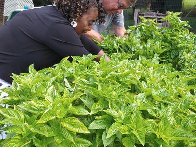  Paul Reinmann and Laura Vaughan cutting basil.