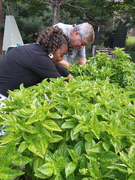 Two people with arms deep in a basil plant.