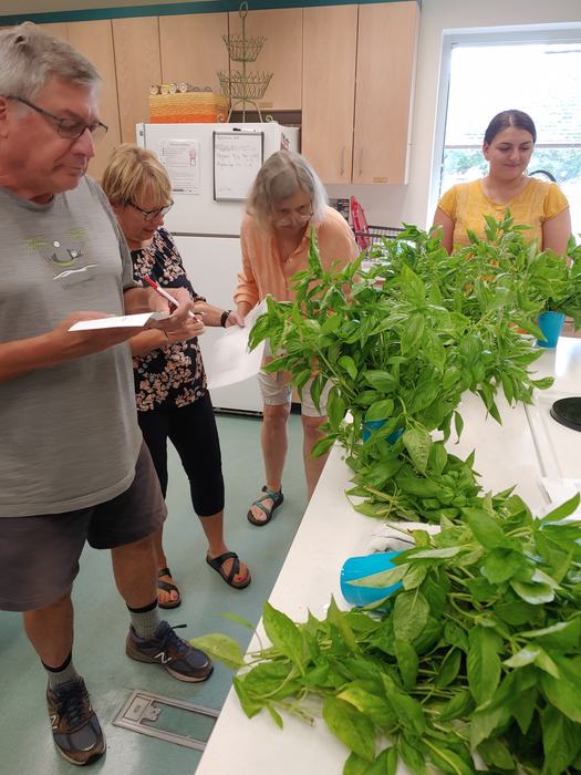 EMFVs Paul Rwinmann, Lori Van Horn, Jane Kulesza and Extension Agent Meghan Lassiter (left to right) evaluating the six cultivars of basil.