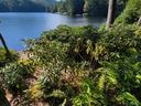 rhododendron in too much sun