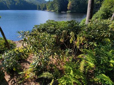 rhododendron in too much sun