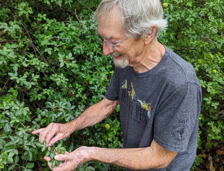 Andy relocates giant swallowtail caterpillars to his hardy orange. 