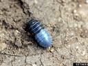 Pillbug