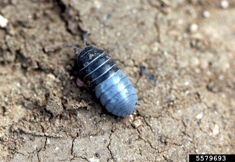 Pillbug