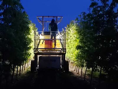 Worker standing on illuminated harvesting platform between rows of trees at dusk