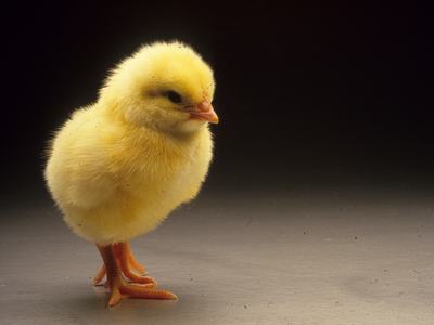 A chick standing in an empty room.
