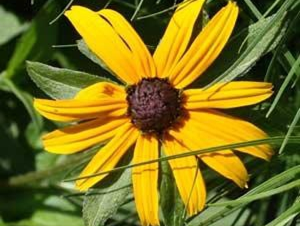 Picture of the reproductive part of Rudbekia