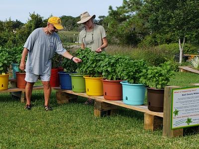 Carteret County's basil downy mildew test plot.