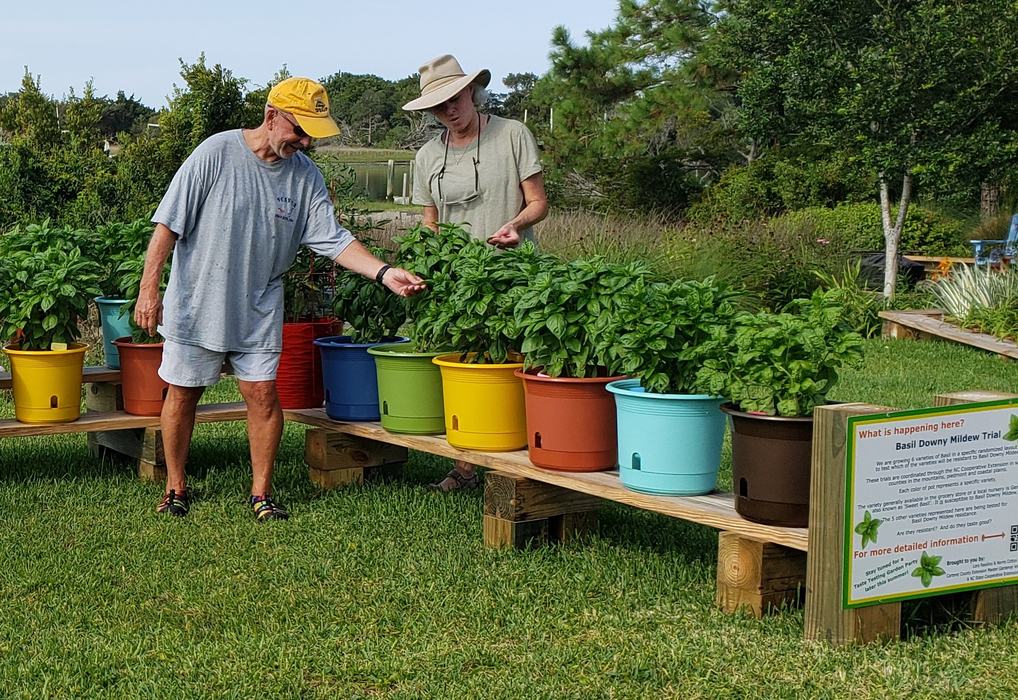 Master Gardener volunteers inspecting basil plants.