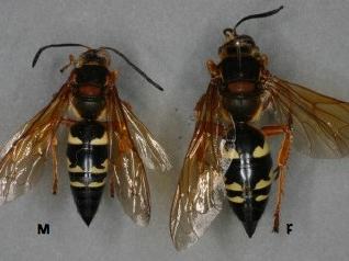Cicada Killer Wasp