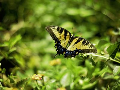 Tiger swallowtail butterfly with wings open on green foliage