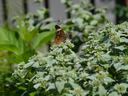 Common buckeye butterfly perched on a cluster of pale-green flowering leaves