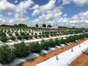 Rows of green plants on white plastic-covered raised beds under a cloudy blue sky