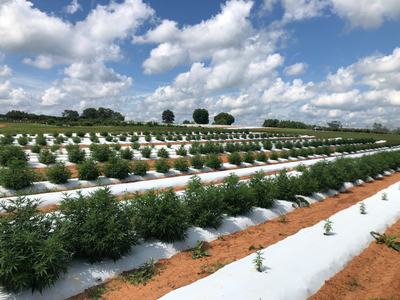 Rows of green plants on white plastic-covered raised beds under a cloudy blue sky