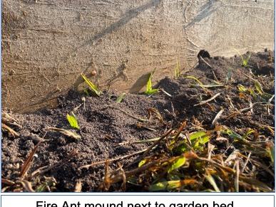 picture of fire ant mound next to a garden bed