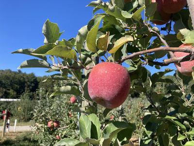 Image of a Fuji apple at commercial maturity. 